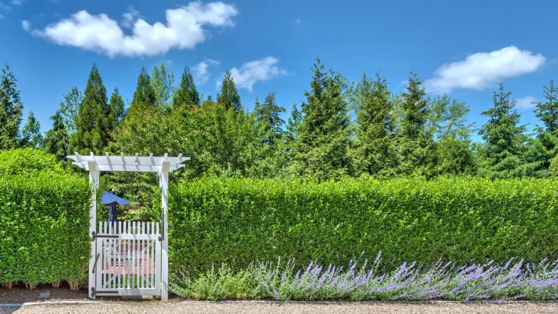 A garden entrance with a white wooden gate, tall hedges, and flowering plants.