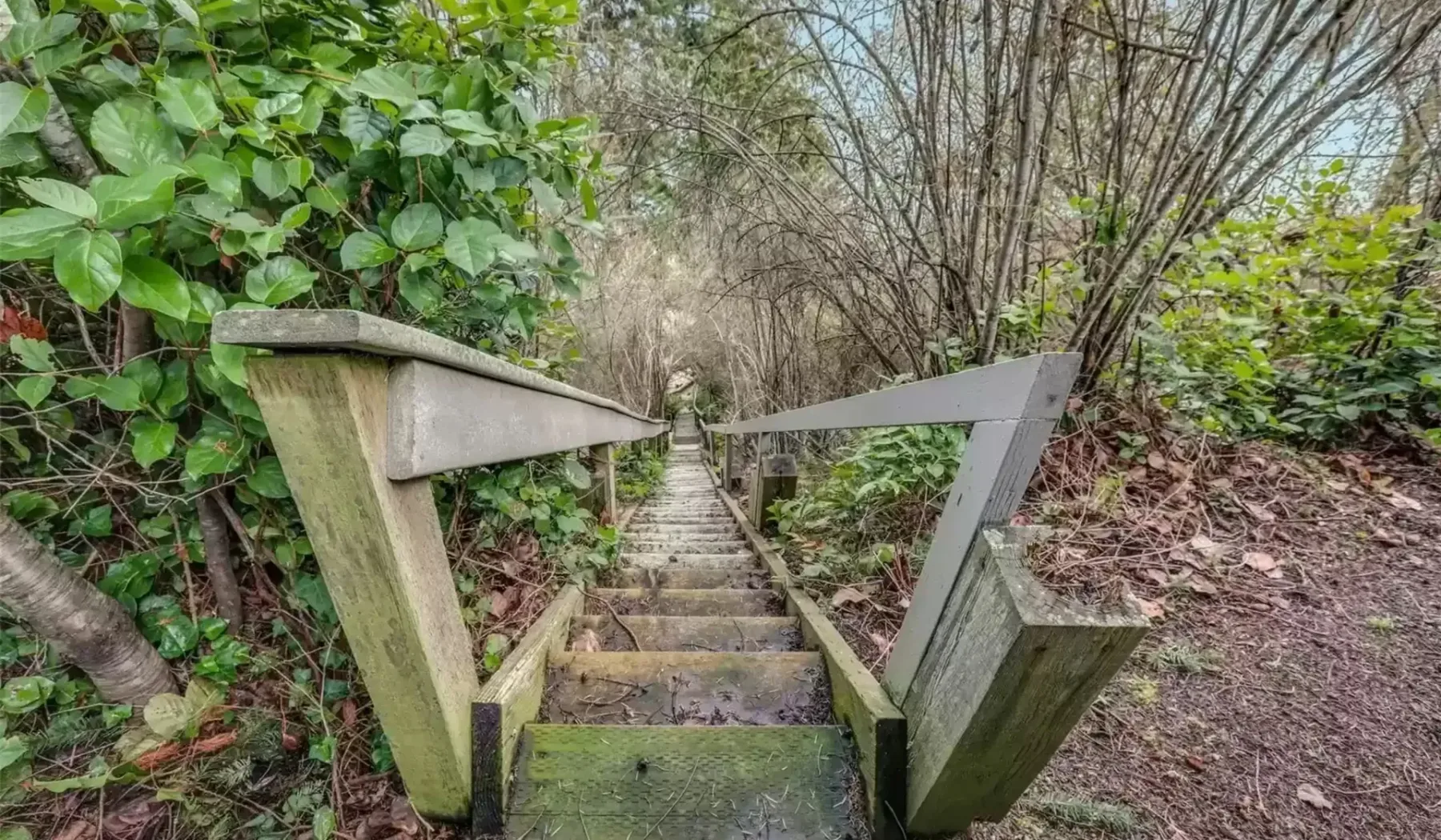 Una estrecha escalera exterior desciende entre abundante vegetación y árboles.