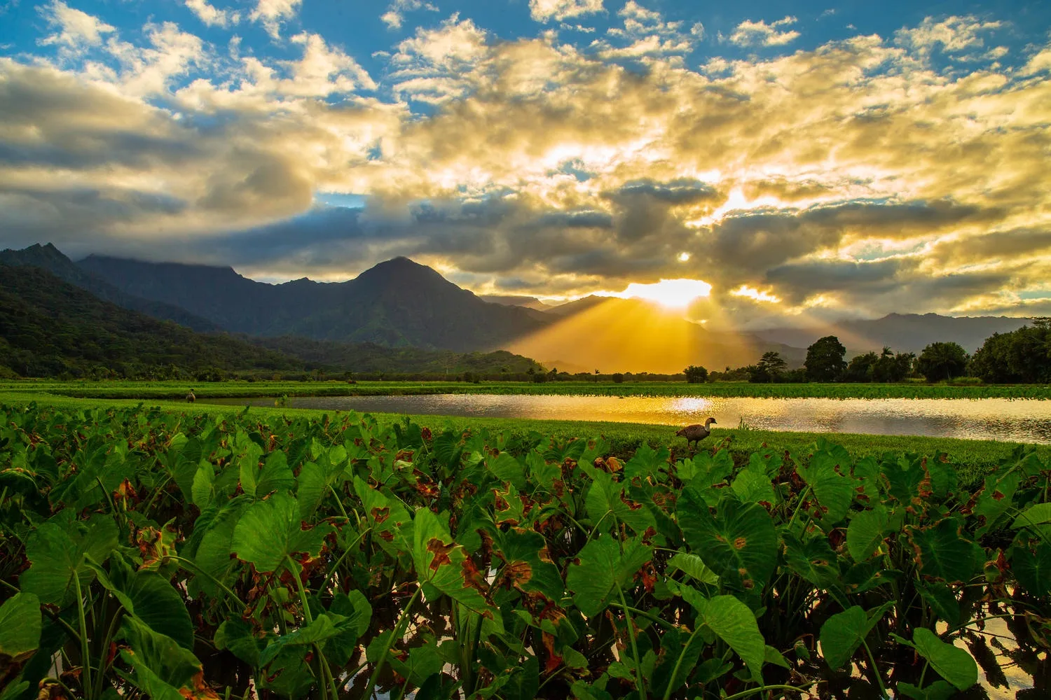 Un campo verde se extiende hacia las montañas bajo un cielo dramático al atardecer.