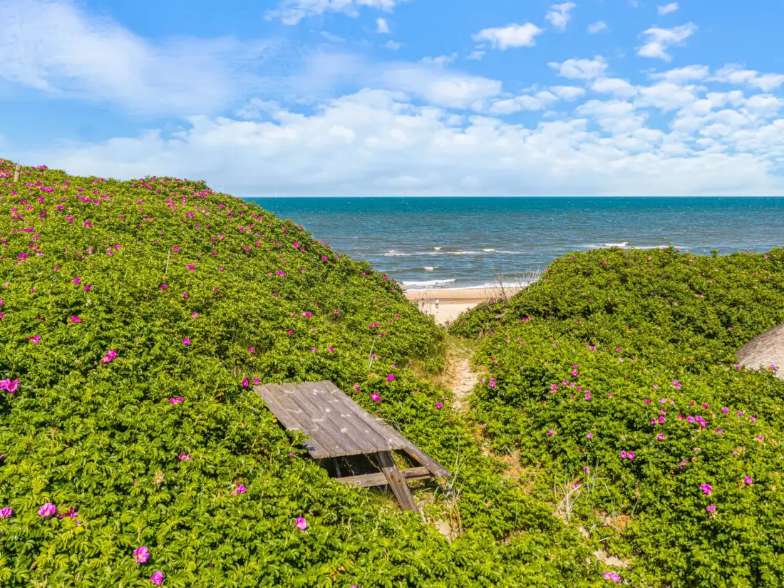 Un sendero de arena atraviesa vegetación florida hacia la playa y el mar.