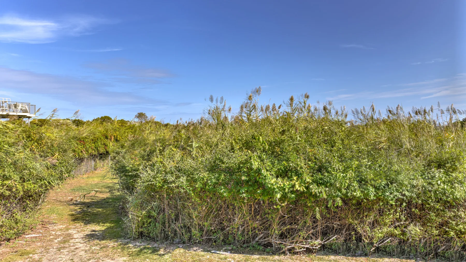A sandy path runs through dense coastal vegetation beneath a clear blue sky.