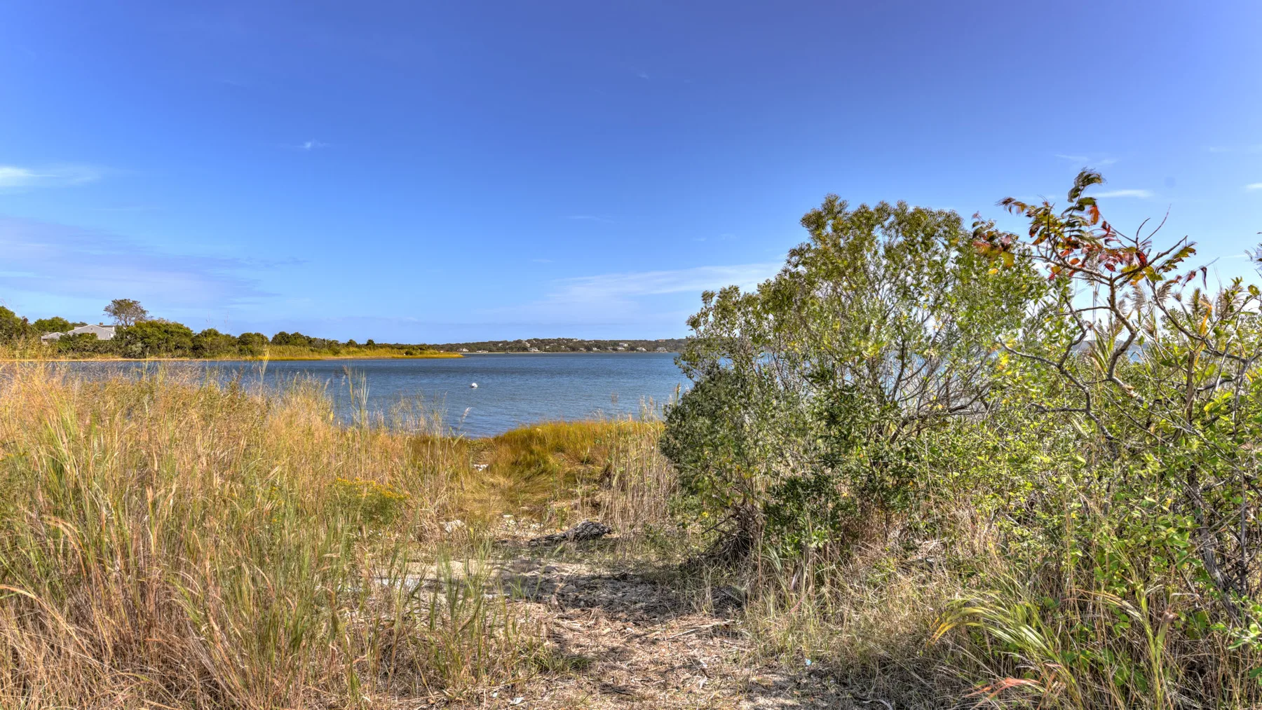 A lakeside path runs through tall grasses and shrubs toward the water.