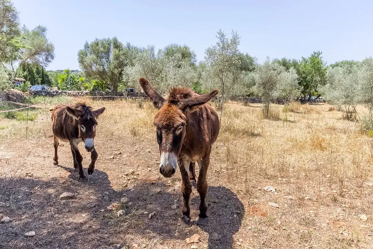 Dos burros están en un campo seco con árboles dispersos.