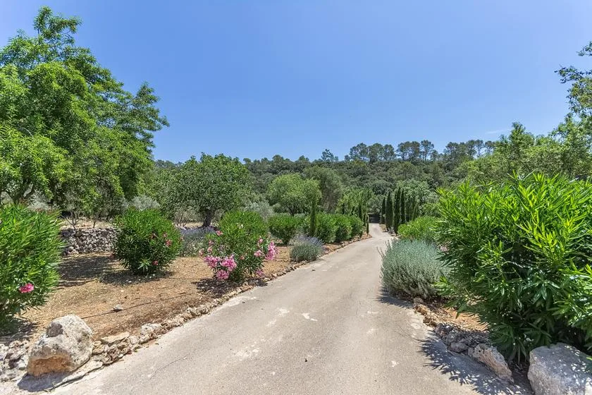 Un sendero pavimentado serpentea entre arbustos con flores y árboles.