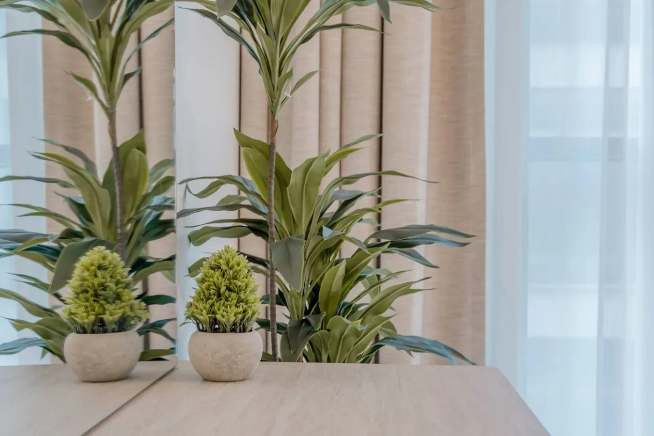 Several potted green plants sit on a tabletop in front of curtains.