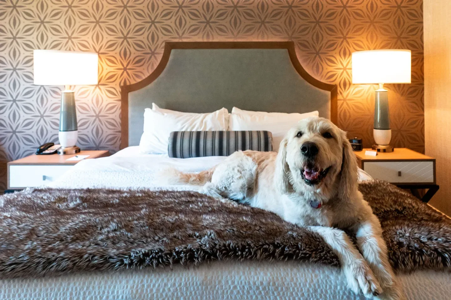 Dog resting on a bed in a hotel room.