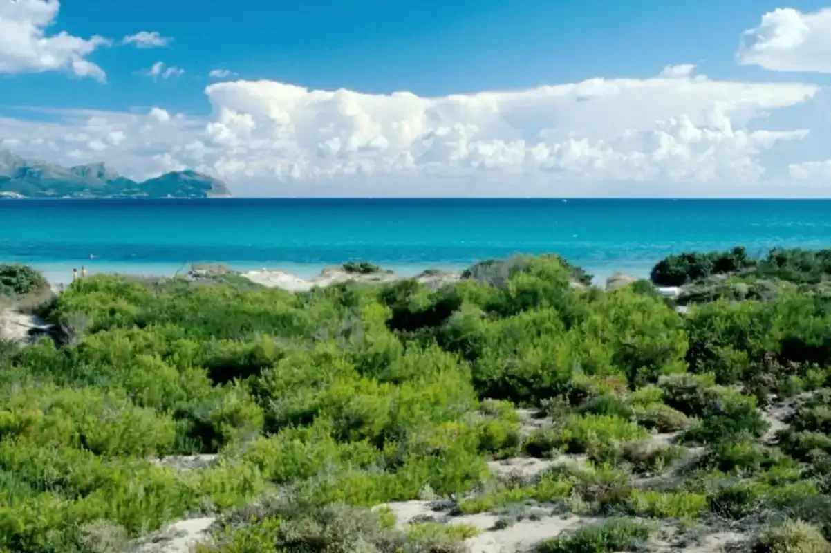 Un paisaje costero con arbustos verdes, agua turquesa y montañas lejanas.
