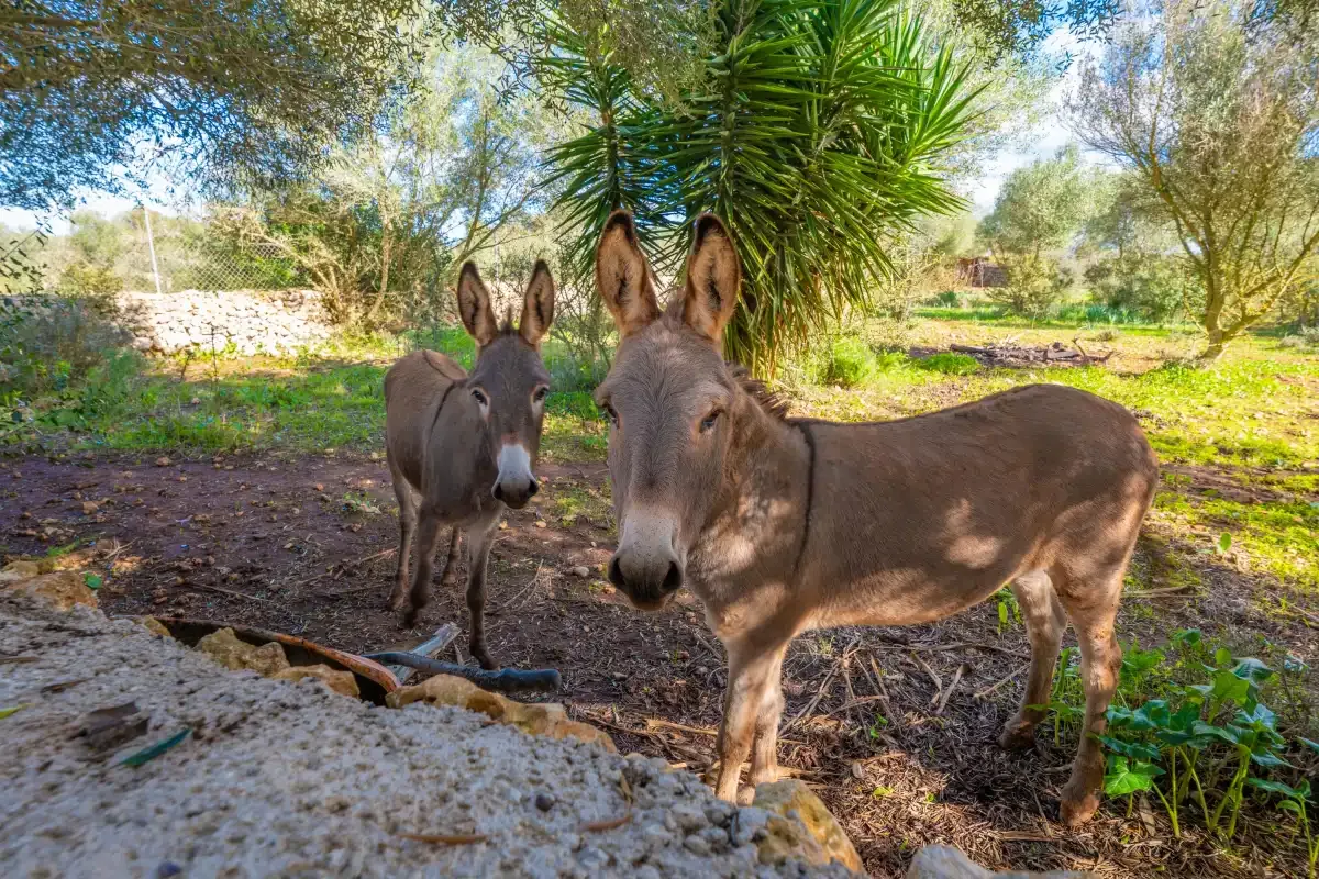 Two donkeys stand in a sunny garden beneath a palm tree.