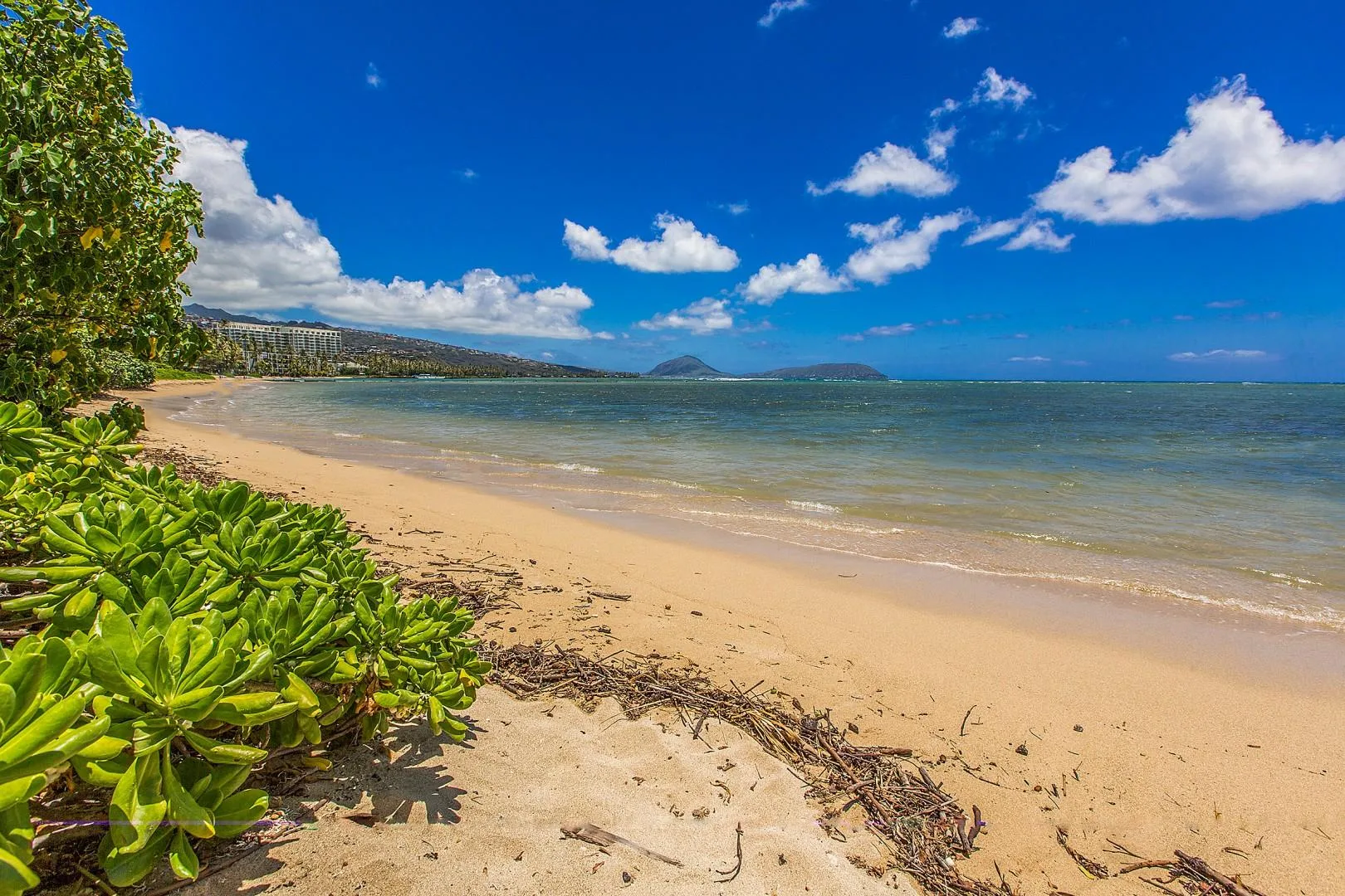 A sandy beach borders calm ocean water, with green plants along the shore.