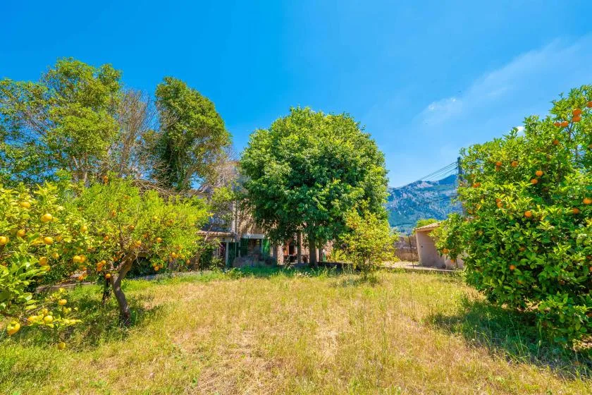 A sunny garden with fruit trees, grass, and distant mountains.