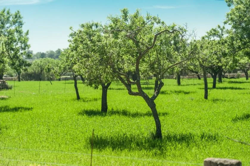 Un huerto con árboles frondosos sobre césped, bajo un cielo azul despejado.