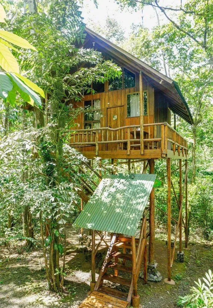 Cabaña de madera en un árbol, sobre pilotes, en una selva de vegetación exuberante.