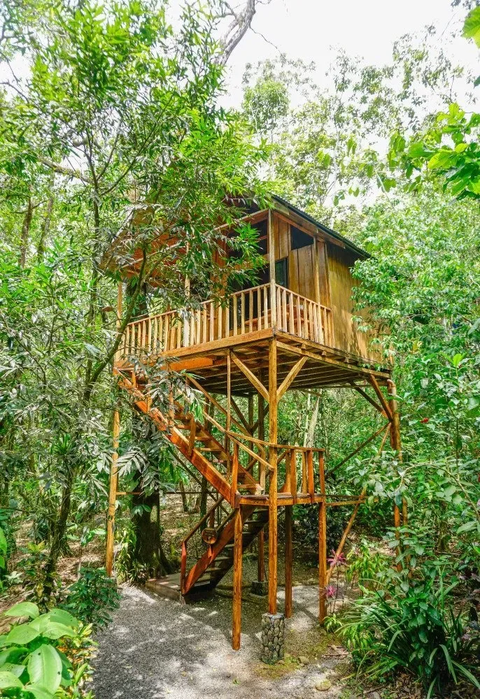 Casa de madera en un árbol, en un bosque de vegetación exuberante, con escaleras que suben hasta ella.