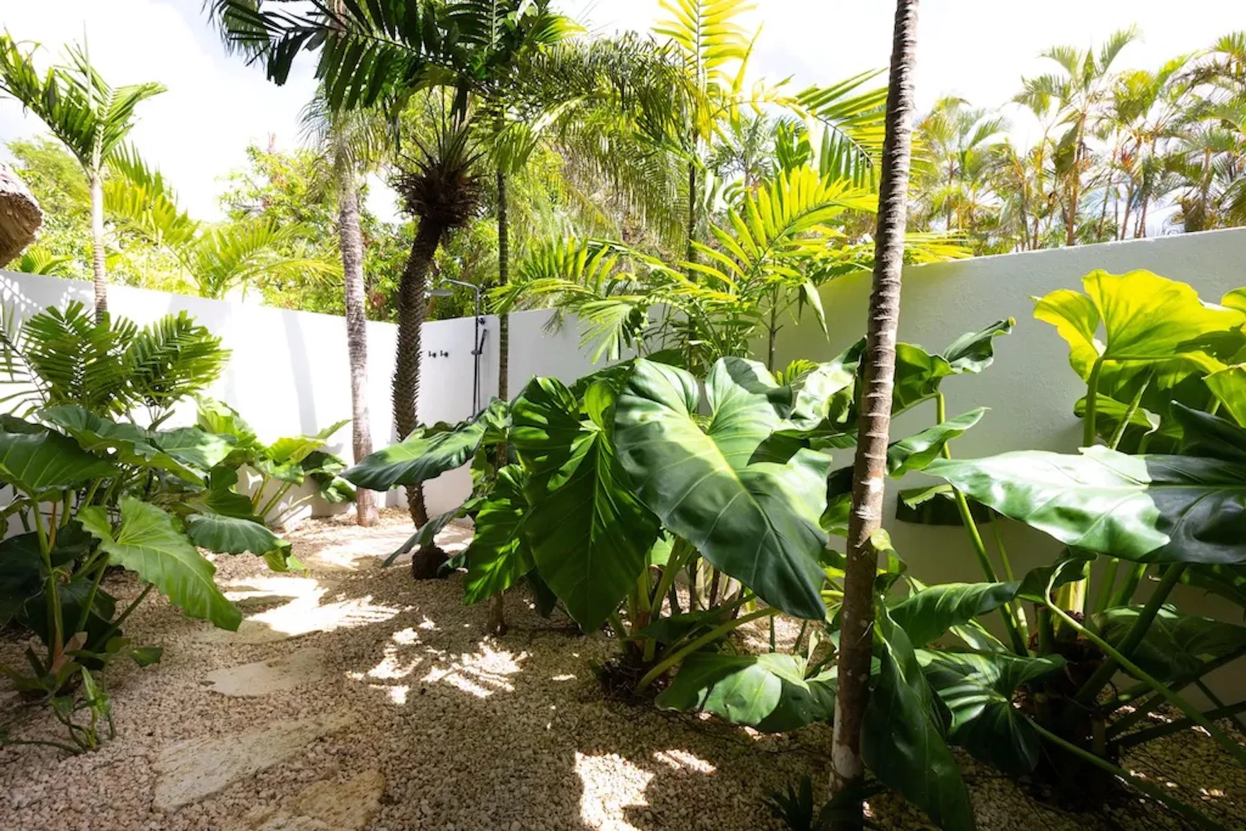 A tropical garden path winds through lush foliage beside white walls.
