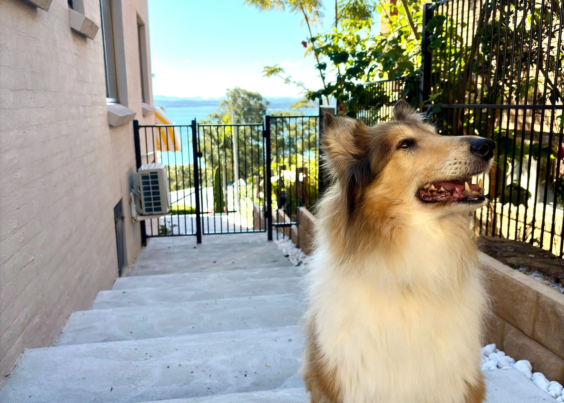 Un perro está sentado en unos escalones exteriores junto a una reja metálica, con agua al fondo.