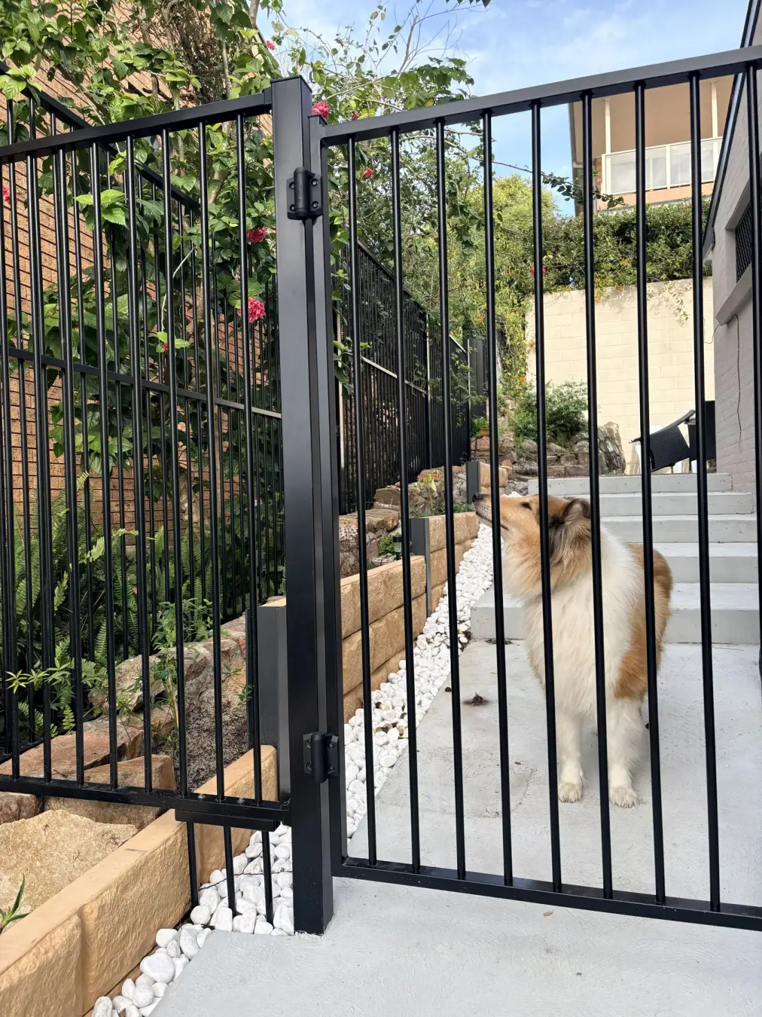 Un perro está detrás de una puerta metálica negra junto a un camino de piedras blancas.