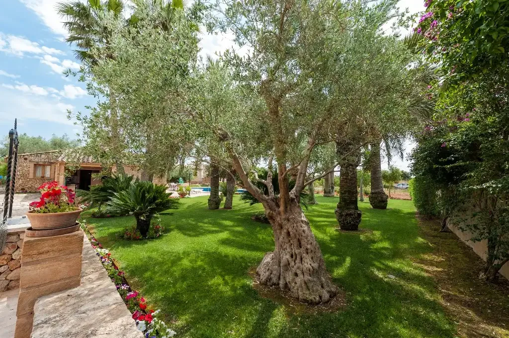 Un jardín con olivos, césped verde y plantas con flores.