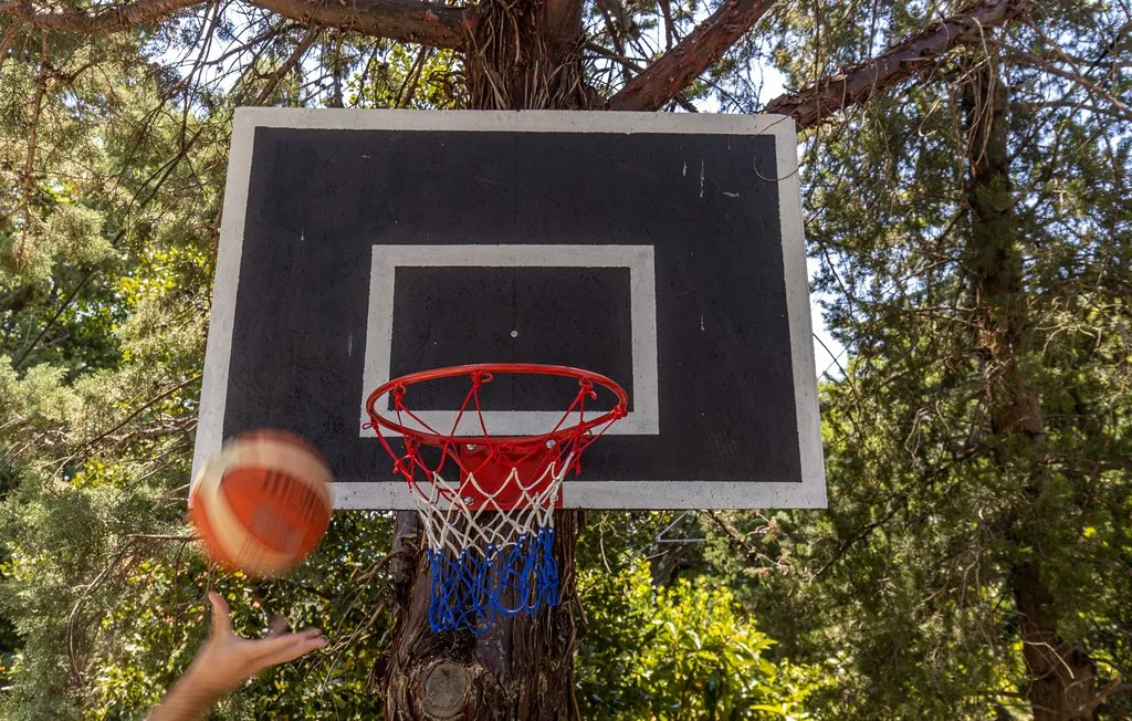 A basketball hoop is mounted against a tree, with a ball near the rim.