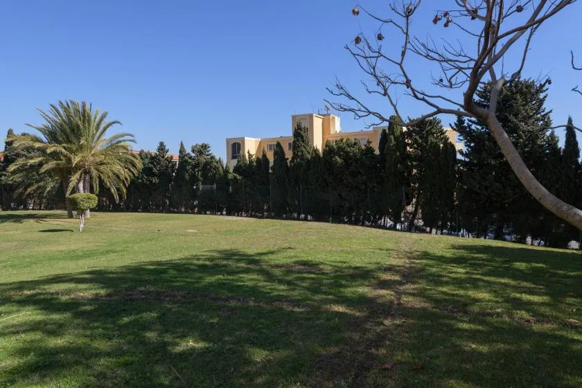 A broad lawn with palm trees and a row of tall evergreen trees.