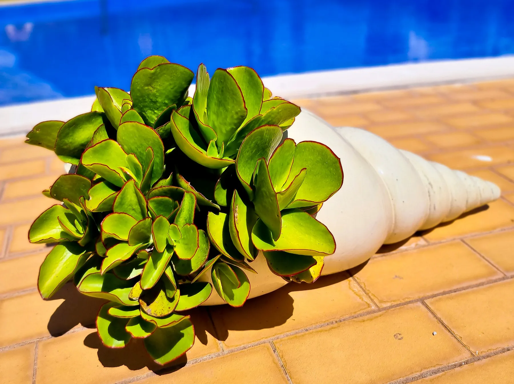 Una planta frondosa en una maceta blanca está junto a una piscina sobre un suelo de baldosas.