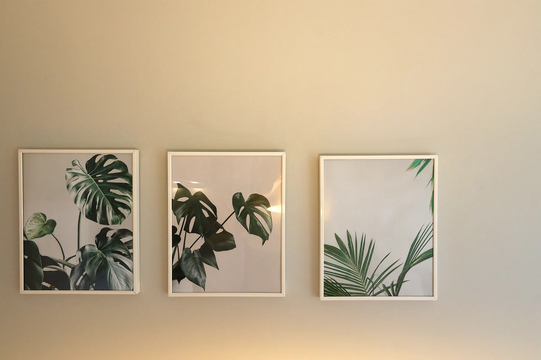 Tres láminas botánicas enmarcadas cuelgan de una pared clara.