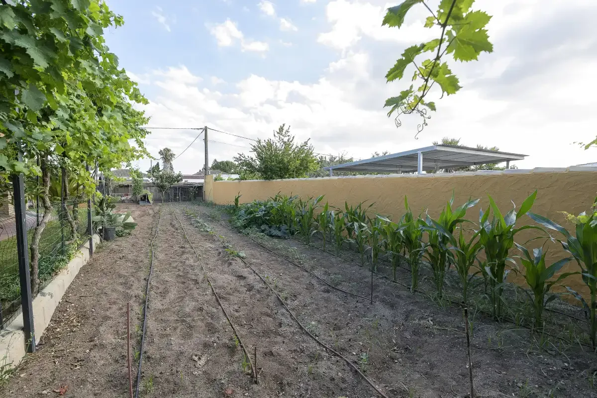 A garden plot with rows of young plants beneath leafy branches.