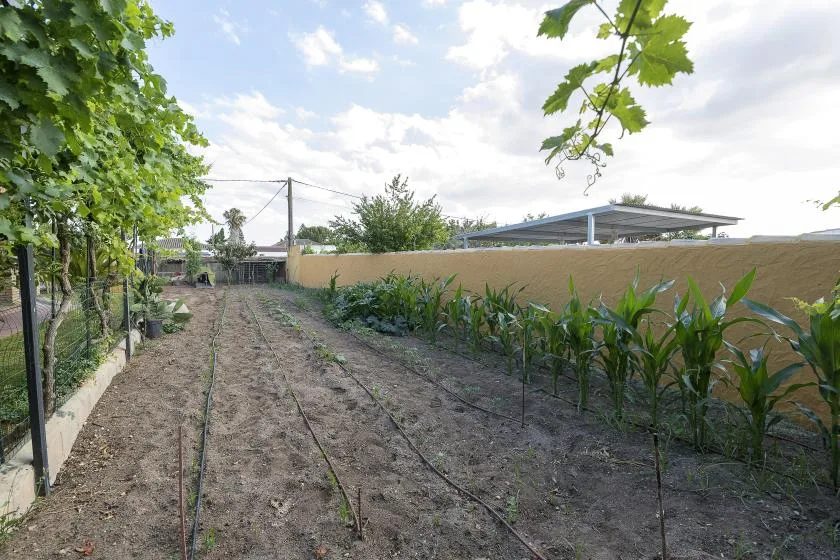 A garden plot with rows of young plants beside a leafy vine.