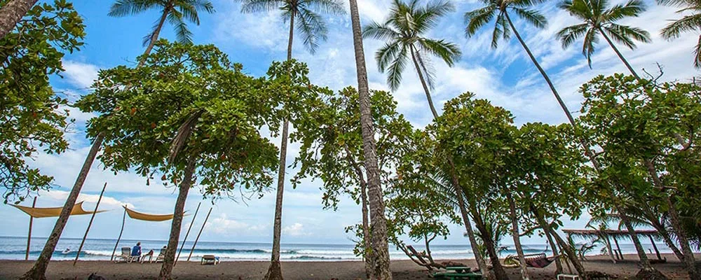 Palm trees