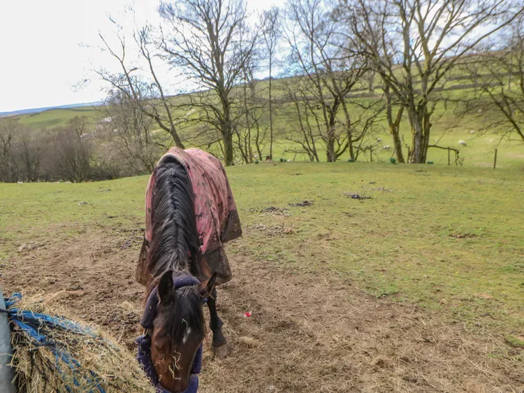 Un caballo pasta en un campo de hierba con árboles sin hojas al fondo.