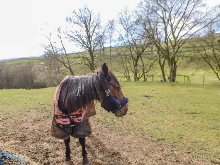 Un caballo con una manta está de pie en un campo de hierba con árboles sin hojas detrás.
