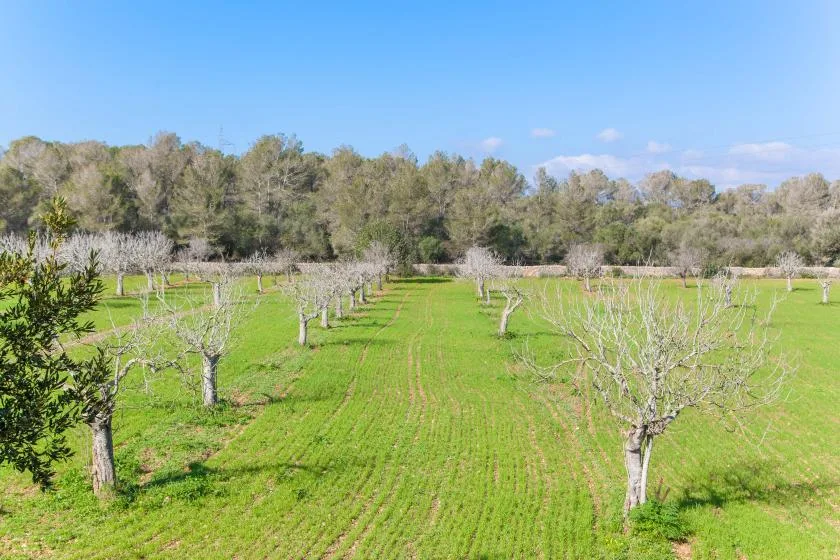 A grassy orchard with rows of trees beneath a clear blue sky.