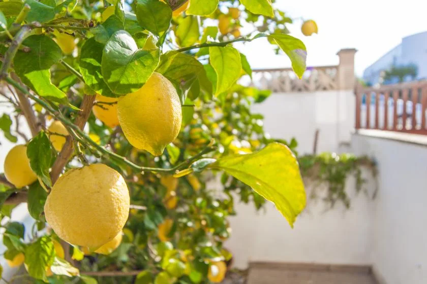 Un árbol de cítricos con hojas y frutos amarillos crece junto a una pared blanca del patio.