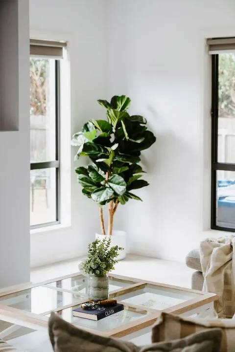 A bright living room corner with leafy plants beside two windows.