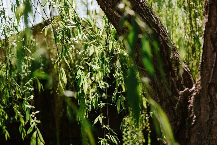 Sunlit greenery and leafy branches fill an outdoor scene.