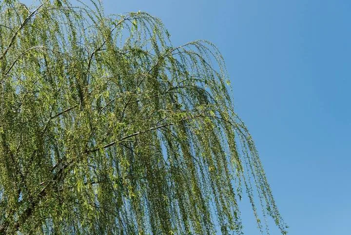 A leafy tree with drooping branches against a clear blue sky.