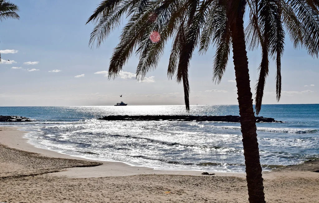 A sandy beach with a palm tree overlooking the ocean.