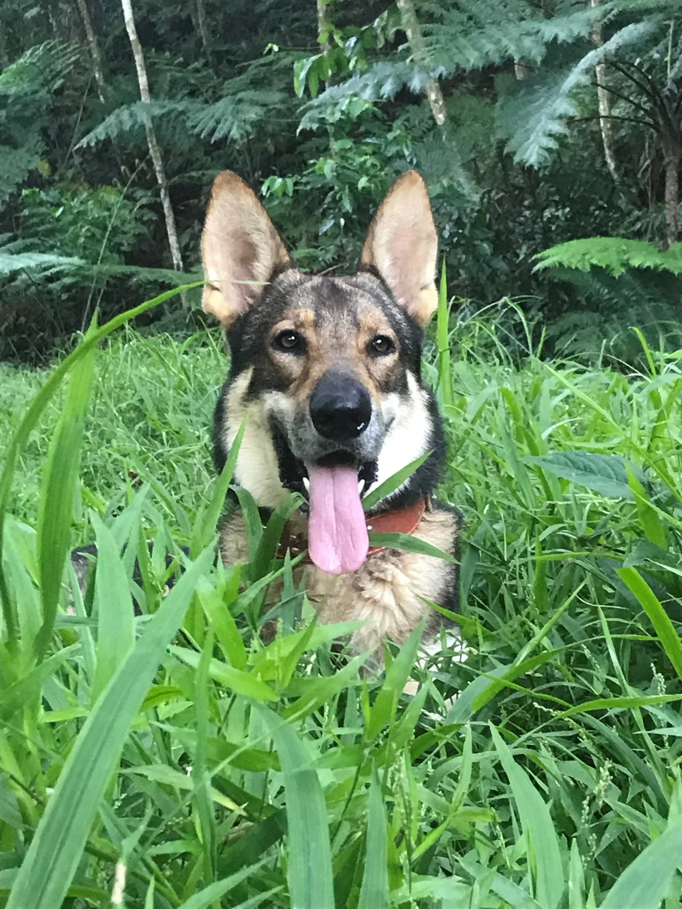 Zeus, the resident dog at Naveria Heights Lodge