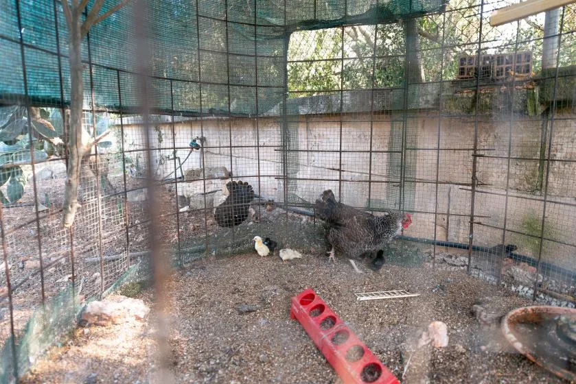 Un gallinero al aire libre con aves reunidas alrededor de un comedero rojo.