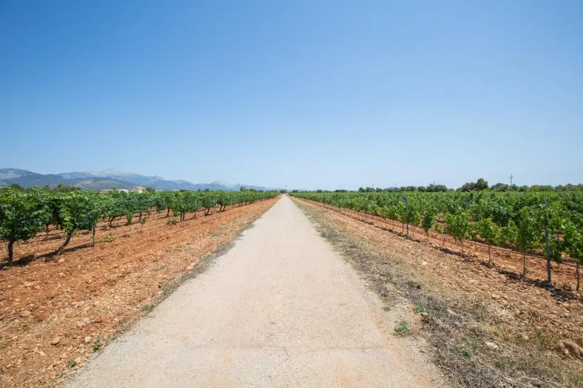 Un camino recto de tierra atraviesa hileras de cultivos verdes bajo un cielo despejado.