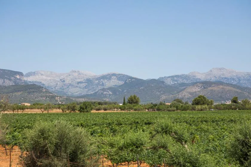 Un campo verde se extiende hacia una cordillera bajo un cielo despejado.