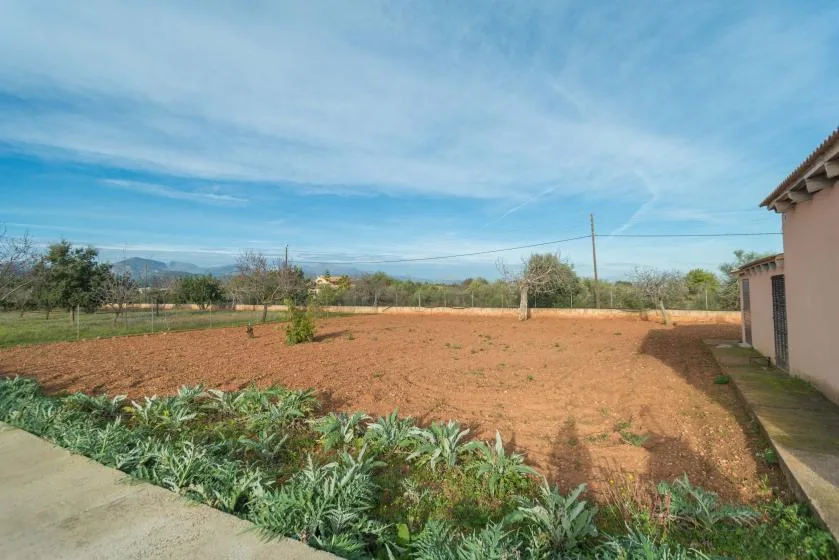 Un campo cultivado se extiende junto a un edificio, con plantas bajas en primer plano.