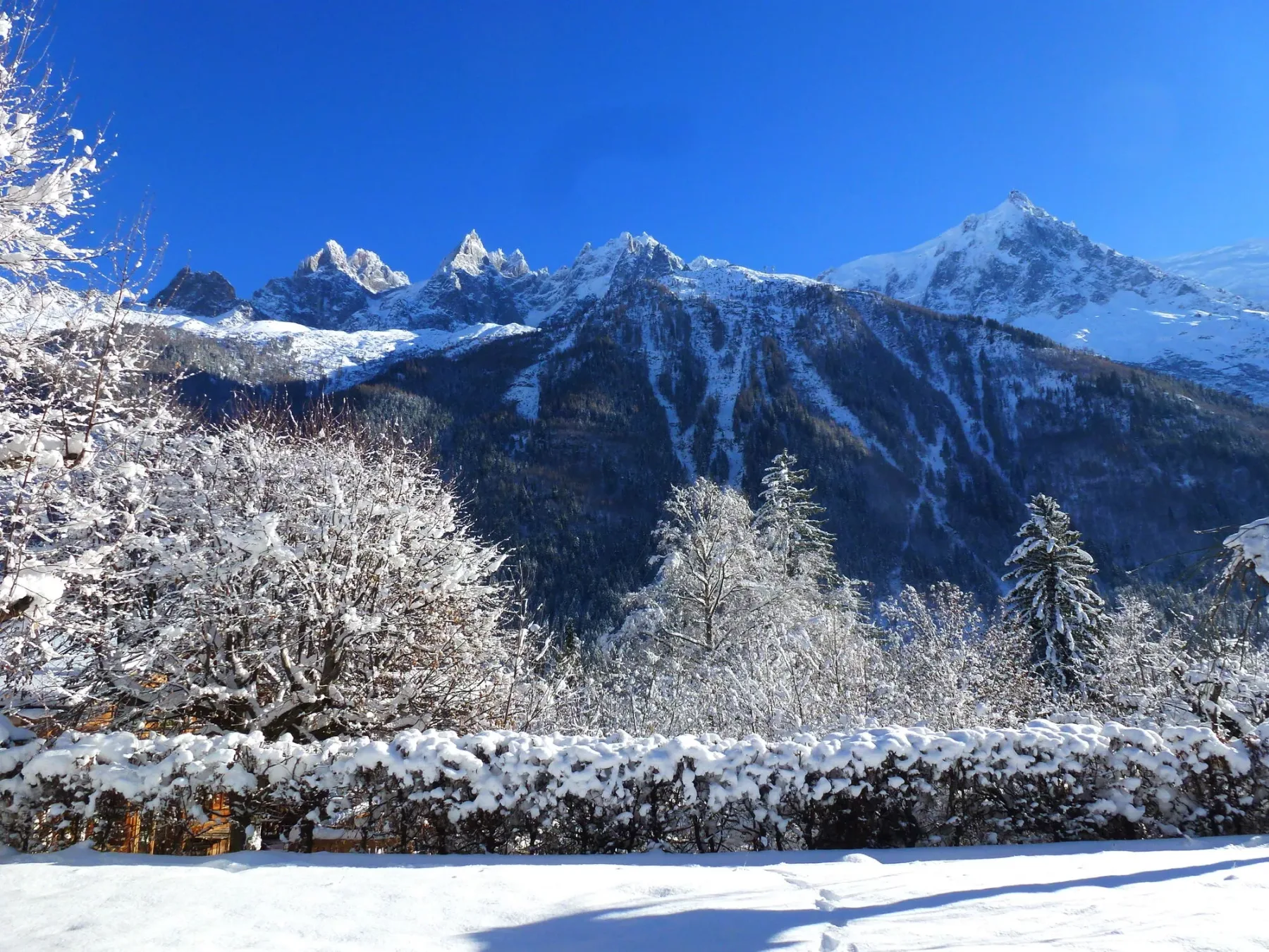 Snow-covered mountain peaks rise behind frosted trees beneath a clear blue sky.