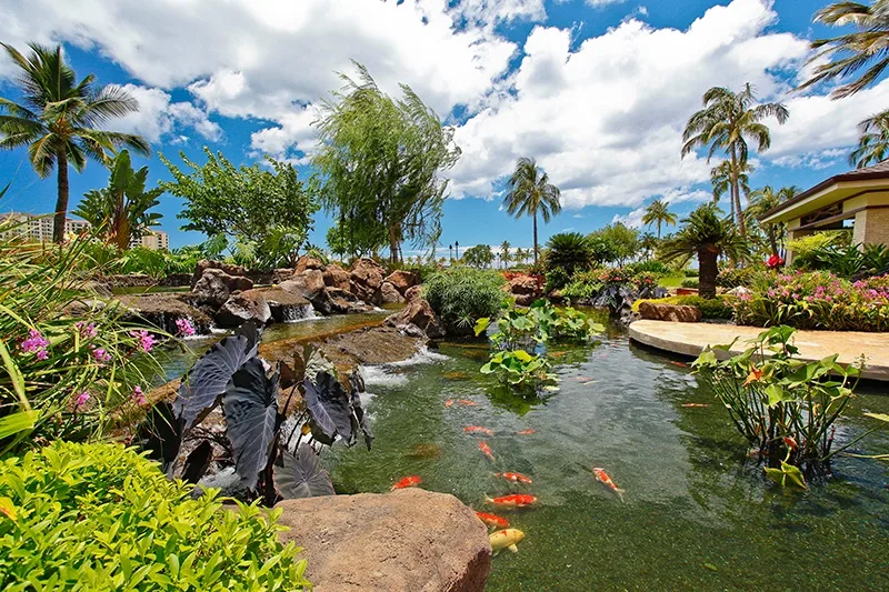 Un estanque ajardinado con peces, rocas y plantas tropicales bajo palmeras.