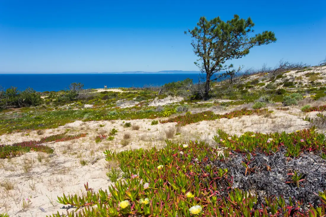 Paisaje de dunas costeras con senderos arenosos, vegetación baja y un árbol frente al mar.