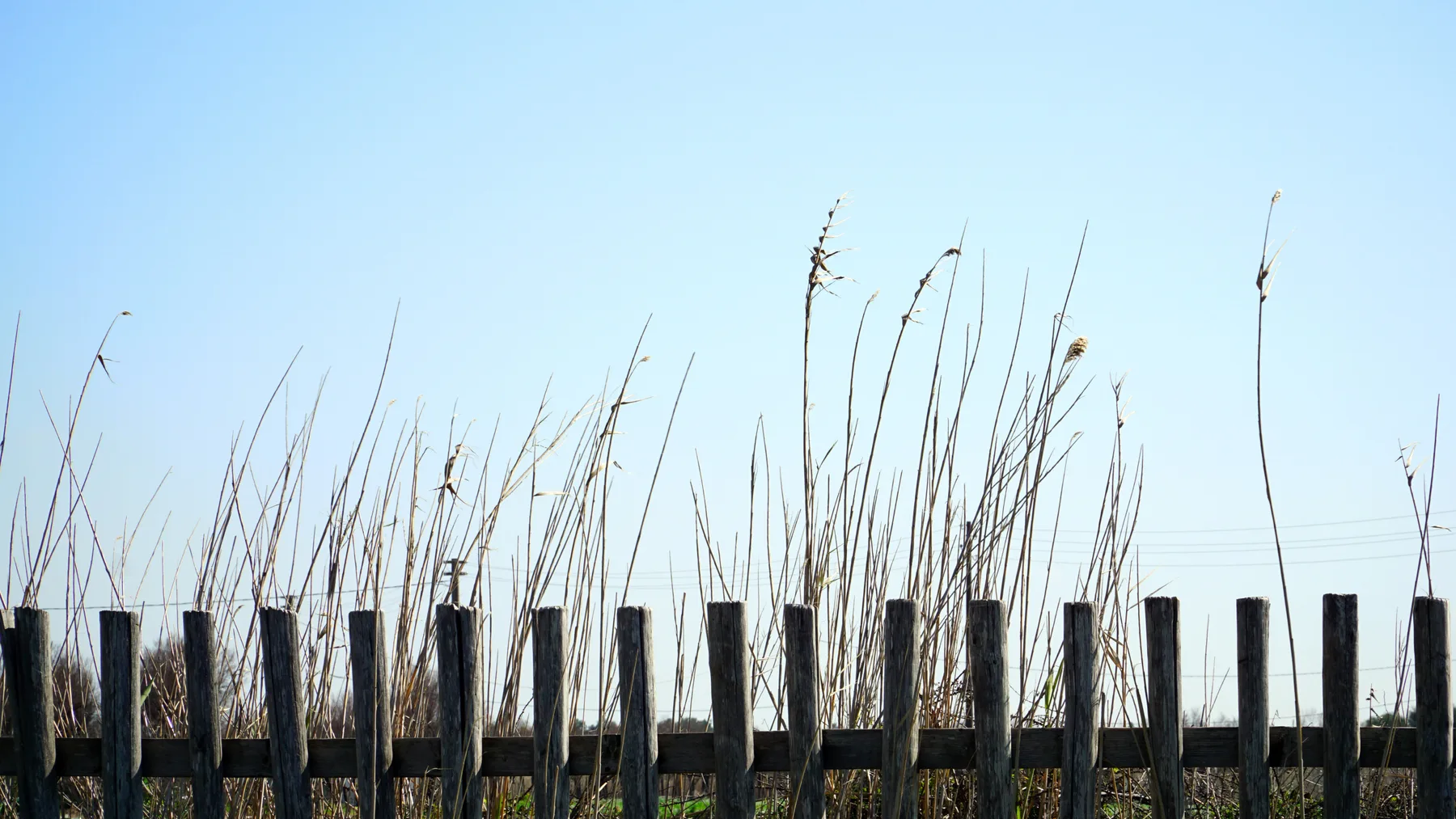 A rustic wooden fence runs through tall grasses beneath a clear sky.