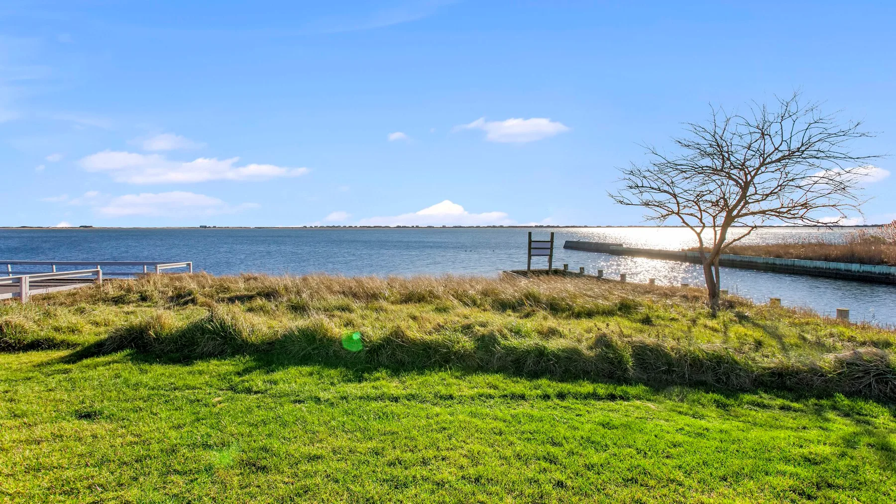 A grassy waterfront overlooks calm water, with a bare tree beside the shore.