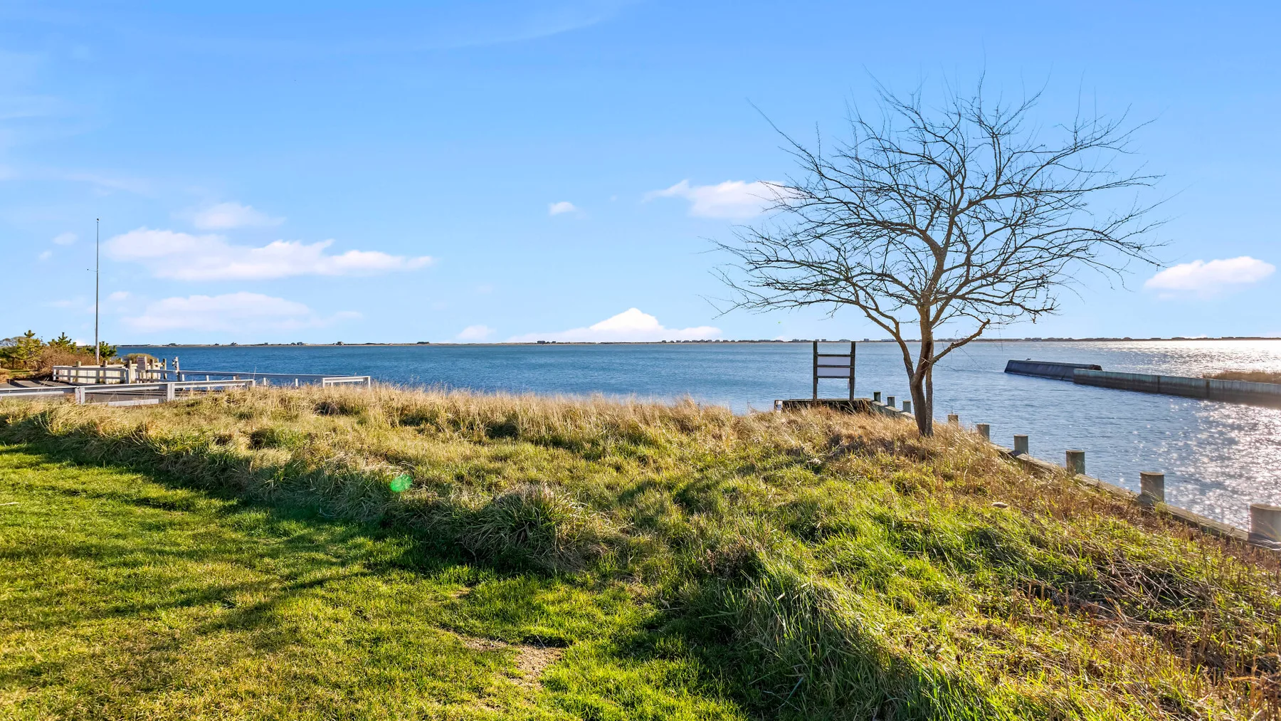 A grassy shoreline overlooks calm water, with a leafless tree nearby.