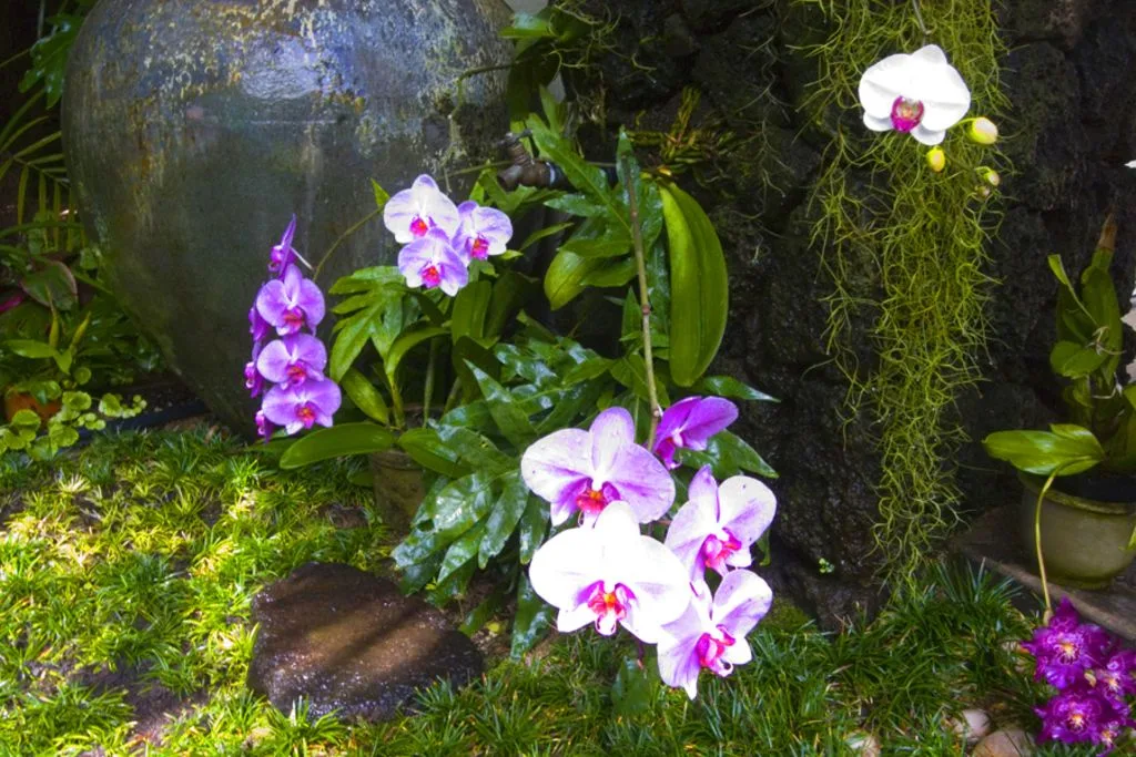 Orchids bloom among lush greenery beside a dark rock wall.