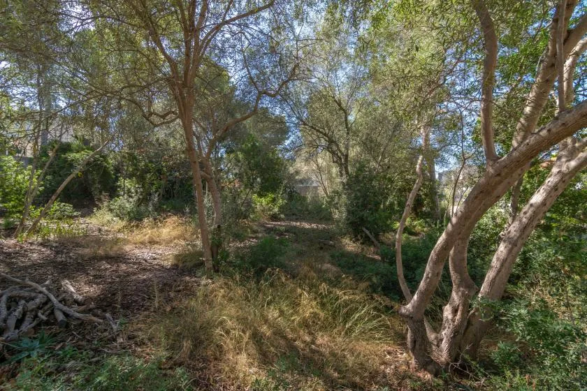 A wooded outdoor area with trees, shrubs, and dry grass.