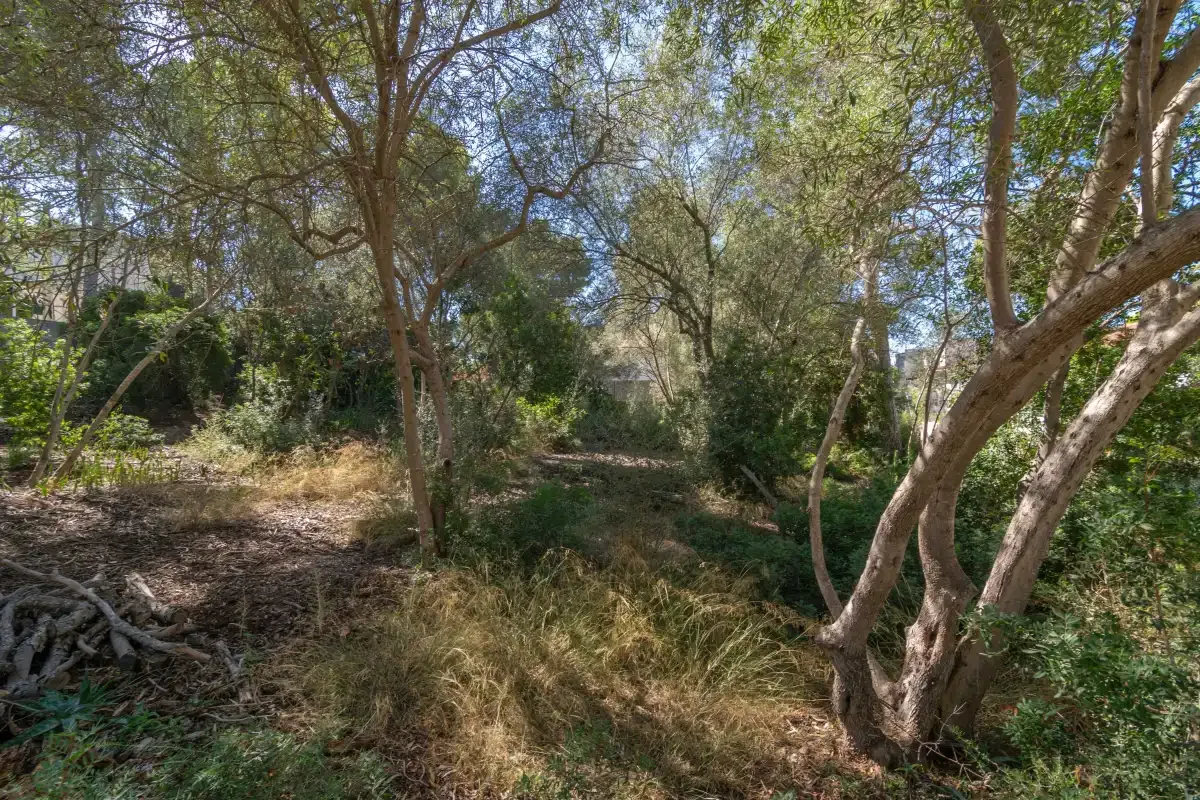 A wooded outdoor area with trees, shrubs, and dry ground.